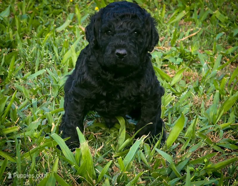 Mav – Poodle - Standard  puppy for sale in Lamar, AR