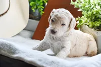 Rain, a female Poodle - Standard  for sale in Lamar, AR – Photo 6 of 6