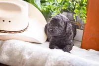 Storm, a male Poodle - Standard  for sale in Lamar, AR – Photo 2 of 3