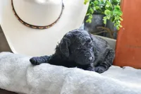 Storm, a male Poodle - Standard  for sale in Lamar, AR – Photo 3 of 3