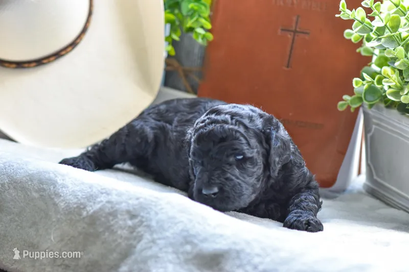Storm – Poodle - Standard  puppy for sale in Lamar, AR