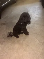 Midnight , a male Poodle - Toy  for sale in Bowie, MD – 2 of 8