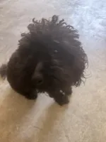 Midnight , a male Poodle - Toy  for sale in Bowie, MD – 4 of 8