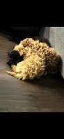 Midnight , a male Poodle - Toy  for sale in Bowie, MD – 7 of 8