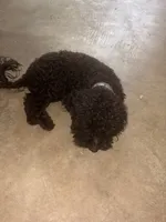 Midnight , a male Poodle - Toy  for sale in Bowie, MD – 5 of 8