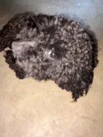 Midnight , a male Poodle - Toy  for sale in Bowie, MD – 6 of 8