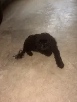 Midnight , a male Poodle - Toy  for sale in Bowie, MD – 8 of 8