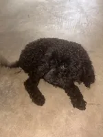 Midnight , a male Poodle - Toy  for sale in Bowie, MD – 3 of 8