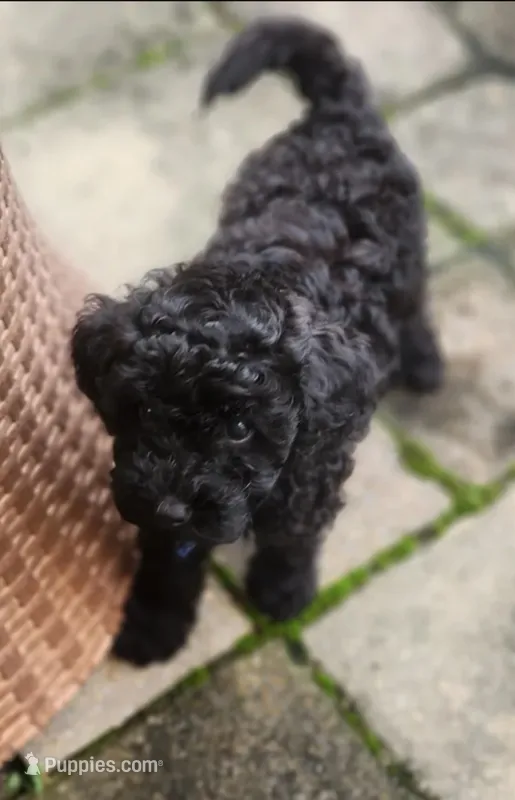 Midnight  – Poodle - Toy  puppy for sale in Bowie, MD