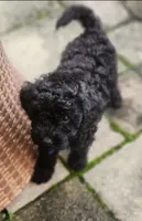 Midnight , a male Poodle - Toy  for sale in Bowie, MD – 1 of 8