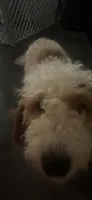 Nova, a female Cavapoo for sale in Atlanta, GA – 2 of 4