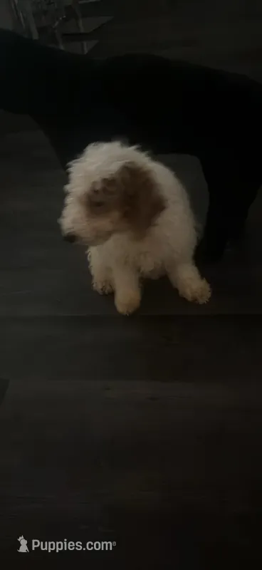 Nova – Cavapoo puppy for sale in Atlanta, GA