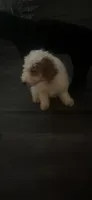 Nova, a female Cavapoo for sale in Atlanta, GA – 1 of 4