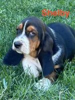 Shelby, a female Basset Hound for sale in Robesonia, PA – 2 of 4