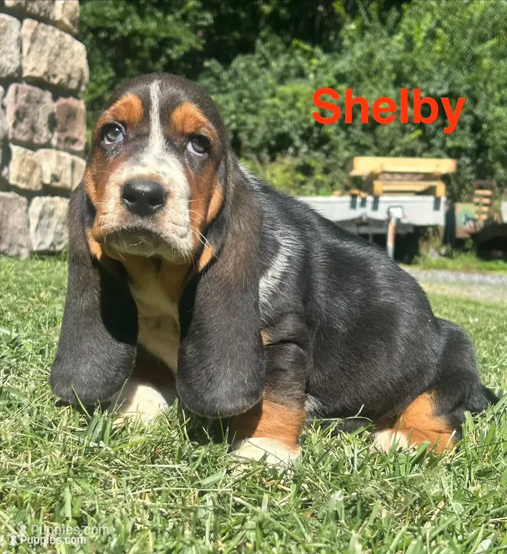 Shelby – Basset Hound puppy for sale in Robesonia, PA