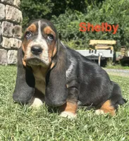 Shelby, a female Basset Hound for sale in Robesonia, PA – 4 of 4