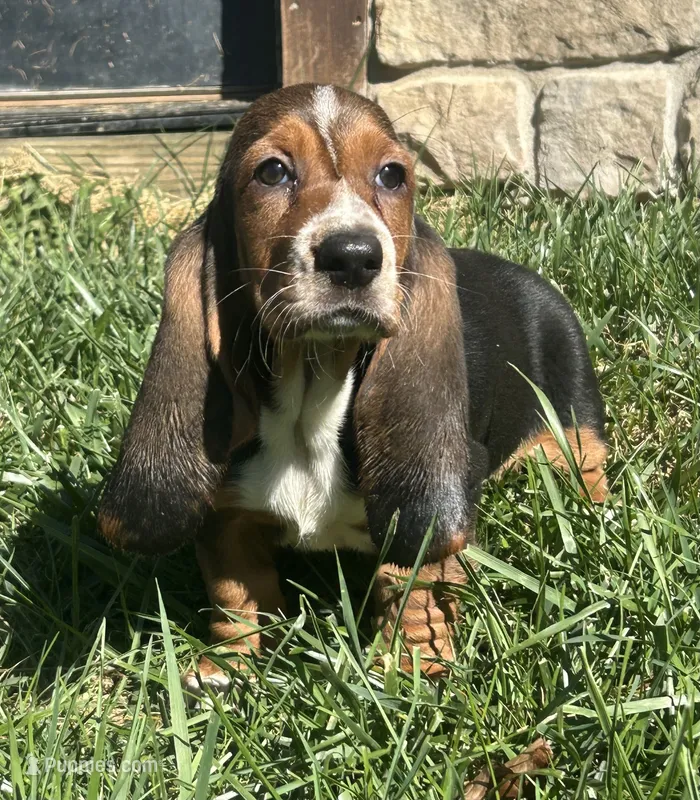 Shelby – Basset Hound puppy for sale in Robesonia, PA