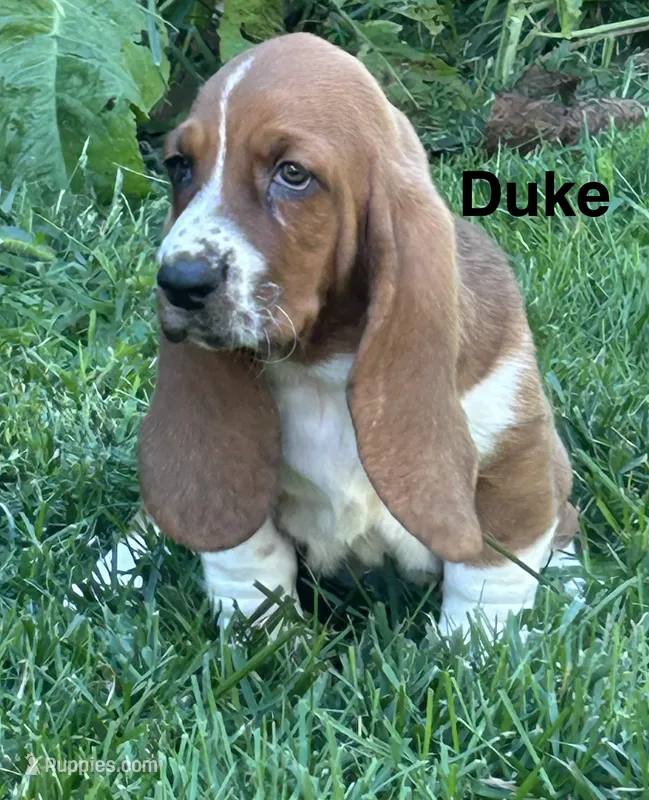 Duke – Basset Hound puppy for sale in Robesonia, PA