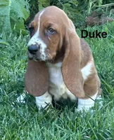 Duke, a male Basset Hound for sale in Robesonia, PA – 1 of 5