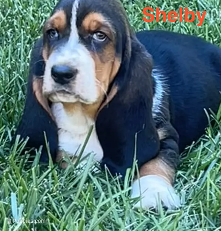 Shelby – Basset Hound puppy for sale in Robesonia, PA