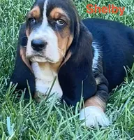 Shelby, a female Basset Hound for sale in Robesonia, PA – 1 of 4