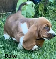 Duke, a male Basset Hound for sale in Robesonia, PA – 4 of 5