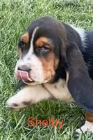 Shelby, a female Basset Hound for sale in Robesonia, PA – 3 of 4