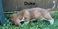 Duke, a male Basset Hound for sale in Robesonia, PA – 3 of 5