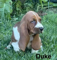 Duke, a male Basset Hound for sale in Robesonia, PA – 5 of 5