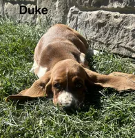 Duke, a male Basset Hound for sale in Robesonia, PA – 2 of 5