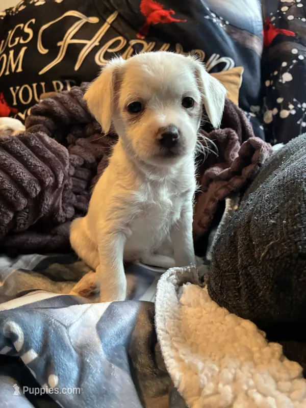 No name yet  – Shih Tzu, Yorkshire Terrier puppy for sale in Laurel, MD