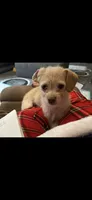 Rumi, a female Shih Tzu and Yorkshire Terrier for sale in Laurel, MD – 1 of 1