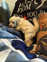 No name yet , a female Shih Tzu and Yorkshire Terrier for sale in Laurel, MD – 2 of 2