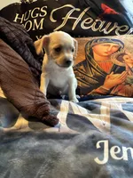 No name yet , a male Shih Tzu and Yorkshire Terrier for sale in Laurel, MD – 2 of 2