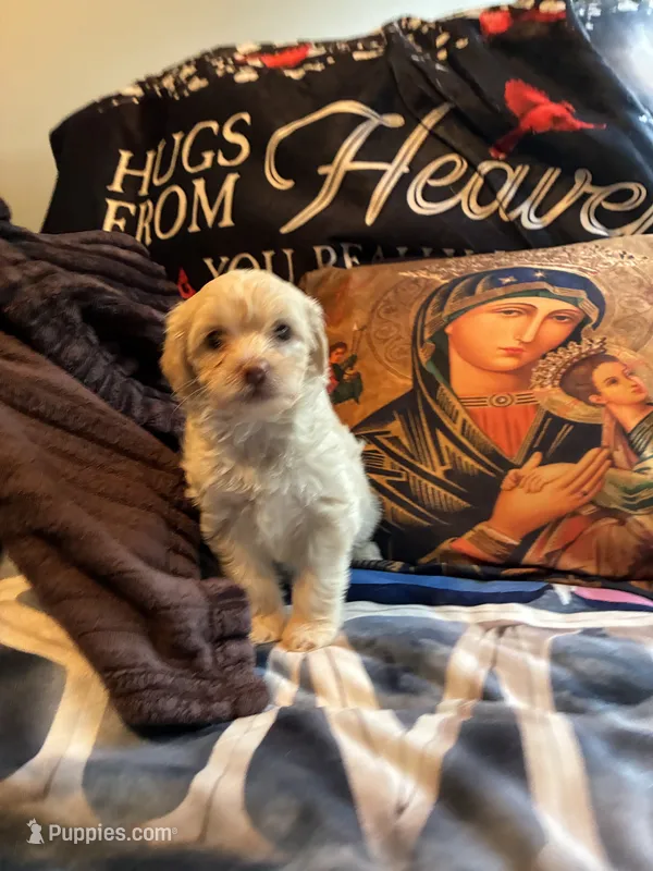 No name yet  – Shih Tzu, Yorkshire Terrier puppy for sale in Laurel, MD