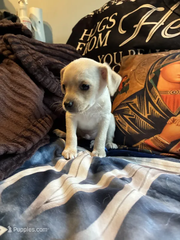 No name yet  – Shih Tzu, Yorkshire Terrier puppy for sale in Laurel, MD