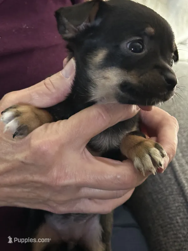 Lucy – Chihuahua puppy for sale in Olivehurst, CA