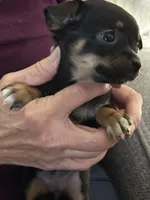 Lucy, a female Chihuahua for sale in Olivehurst, CA – 1 of 2