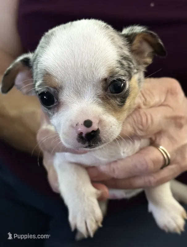 Peaches – Chihuahua puppy for sale in Olivehurst, CA