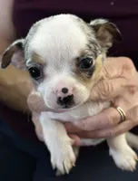 Peaches, a female Chihuahua for sale in Olivehurst, CA – 1 of 2