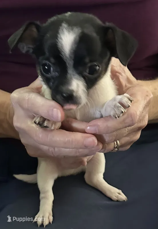 Chubs – Chihuahua puppy for sale in Olivehurst, CA