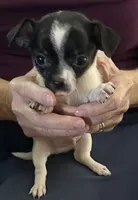 Chubs, a male Chihuahua for sale in Olivehurst, CA – 1 of 2