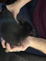 Lucy, a female Chihuahua for sale in Olivehurst, CA – 2 of 2
