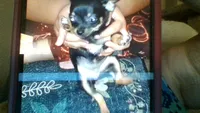 Lucy, a female Chihuahua for sale in Olivehurst, CA – 3 of 4