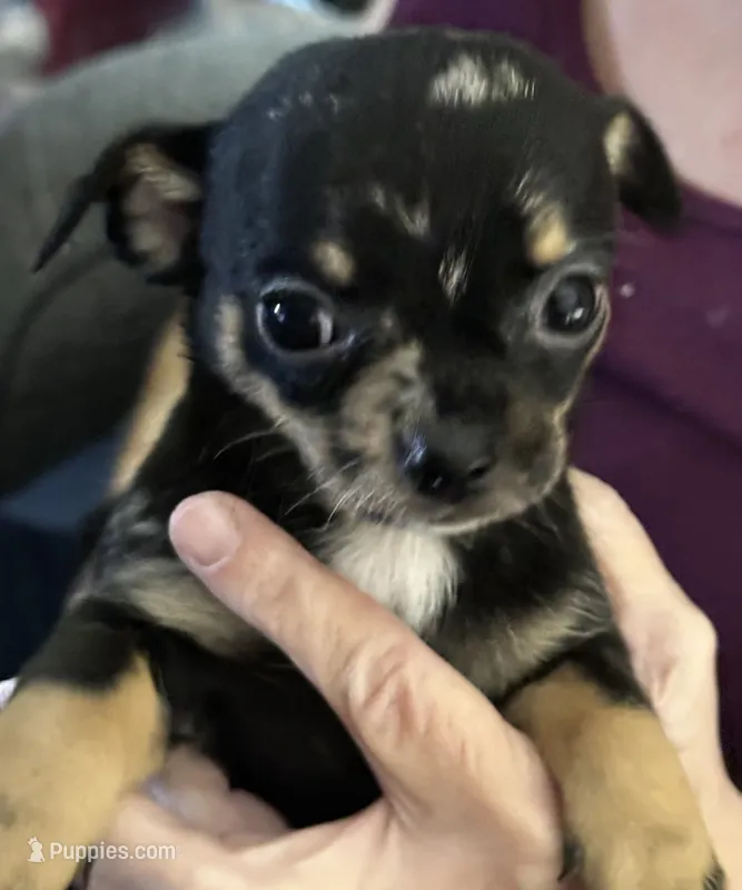 Rosalina – Chihuahua puppy for sale in Olivehurst, CA