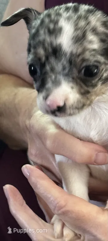 Daisy – Chihuahua puppy for sale in Olivehurst, CA