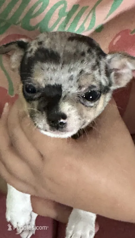 Merla – Chihuahua puppy for sale in Olivehurst, CA