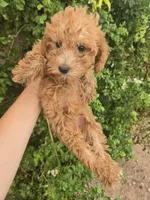 AKC Red Girl, a female Poodle - Miniature  for sale in Casa Grande, AZ – 4 of 9