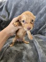 AKC Red Female, TEXT 520-254-7407, a female Dachshund for sale in Casa Grande, AZ – 4 of 10