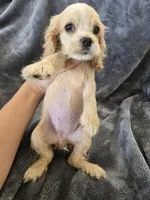 AKC Dora's Buff Girl, TEXT 520-254-7407, a female Cocker Spaniel for sale in Casa Grande, AZ – 5 of 10